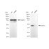 KD-Validated EIF4A1 Rabbit mAb (20 μl)