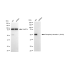 KD-Validated Phospho-ARRB1 (S412) Rabbit mAb (20 μl)