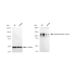 KD-Validated Phospho-BCAR1 (Y410) Rabbit mAb (20 μl)