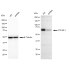 KD-Validated Atg16L1 Rabbit mAb (20 μl)