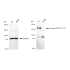 KD-Validated Phospho-EGFR (Y1173) Rabbit mAb (20 μl)