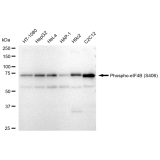 KD-Validated Phospho-eIF4B (S406) Rabbit mAb (20 μl)