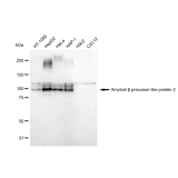 KD-Validated APLP2 Rabbit mAb (20 μl)