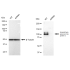 KD-Validated APLP2 Rabbit mAb (20 μl)