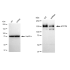 KD-Validated ATP7B Rabbit mAb (20 μl)