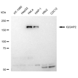 KD-Validated IQGAP2 Rabbit mAb (20 μl)