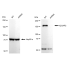 KD-Validated IQGAP2 Rabbit mAb (20 μl)