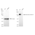 KD-Validated KIF23 Rabbit mAb (20 μl)