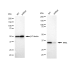 KD-Validated APE1 Rabbit mAb (20 μl)