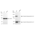 KD-Validated OSBPL1A Rabbit mAb (20 μl)