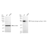 KD-Validated Phospho-GYS1 (S641) Rabbit mAb (20 μl)