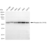 KD-Validated Phospho-Src (Y419) Rabbit mAb (20 μl)