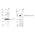 KD-Validated RANBP9 Rabbit mAb (20 μl)