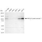 KD-Validated RASA1 Rabbit mAb (20 μl)