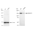 KD-Validated SMARCC1 Rabbit mAb (20 μl)