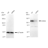 KD-Validated SPINK5 Rabbit mAb (20 μl)