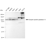 KD-Validated USP13 Rabbit mAb (20 μl)