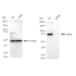 KD-Validated VPS35 Rabbit mAb (20 μl)