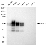 KD-Validated CD147 Rabbit mAb (20 μl)