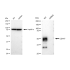 KD-Validated CD147 Rabbit mAb (20 μl)