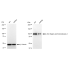 KD-Validated ZHX2 Rabbit mAb (20 μl)