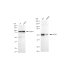 KD-Validated ATG5 Rabbit mAb (20 μl)
