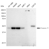KD-Validated CASP9 Rabbit mAb (20 μl)