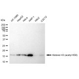 KD-Validated Histone H3 (acetyl K56) Rabbit mAb (20 μl)
