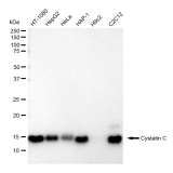 KD-Validated CST3 Rabbit mAb (20 μl)
