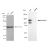 KD-Validated Nicastrin Rabbit mAb (20 μl)
