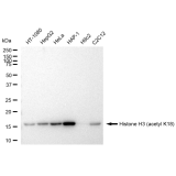 KD-Validated Histone H3 (acetyl K18) Rabbit mAb (20 μl)