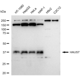 KD-Validated HAUS7 Rabbit mAb (20 μl)