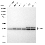 KD-Validated ERK1/2 Rabbit mAb (20 μl)
