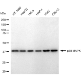 KD-Validated p38 MAPK Rabbit mAb (20 μl)