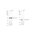KD-Validated p38 MAPK Rabbit mAb (20 μl)