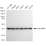 KD-Validated p38 MAPK Rabbit mAb (20 μl)