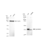 KD-Validated p38 MAPK Rabbit mAb (20 μl)