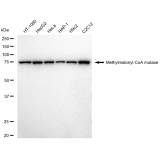 KD-Validated MMUT Rabbit mAb (20 μl)