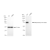 KD-Validated MMUT Rabbit mAb (20 μl)
