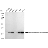 KD-Validated MTAP Rabbit mAb (20 μl)