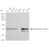 KD-Validated OXGR1 Rabbit mAb (20 μl)