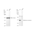 KD-Validated RAD51 Rabbit mAb (20 μl)
