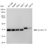 KD-Validated STX16 Rabbit mAb (20 μl)