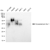 KD-Validated SYPL1 Rabbit mAb (20 μl)