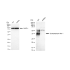 KD-Validated SYPL1 Rabbit mAb (20 μl)