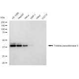 KD-Validated TRIB3 Rabbit mAb (20 μl)