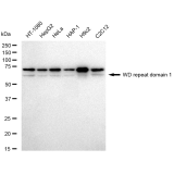 KD-Validated WDR1 Rabbit mAb (20 μl)