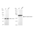 KD-Validated WDR1 Rabbit mAb (20 μl)