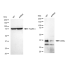 KD-Validated CRKL Rabbit mAb (20 μl)