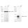 KD-Validated ATP1B3 Rabbit mAb (20 μl)